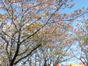 真野公園の時期はずれの桜